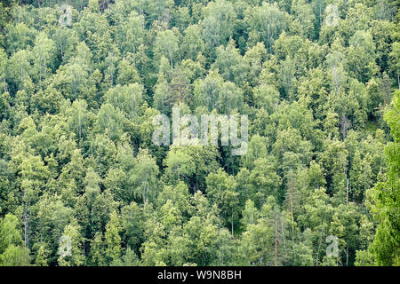 Gemischter Wald aus Birken und Kiefern, Ansicht von oben, den grünen geblümten Textur für die Kulisse. Stockfoto