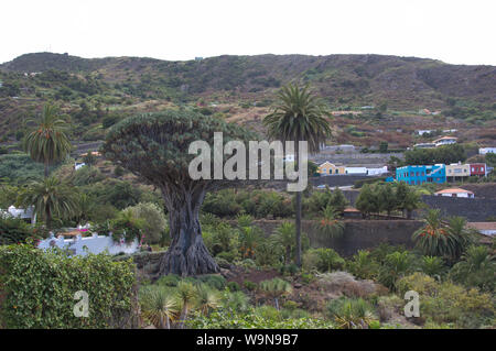 Überblick über die alten Drago, einem tausend Jahre alten Baum, der in Icod de los Vinos gefunden werden kann. Stockfoto