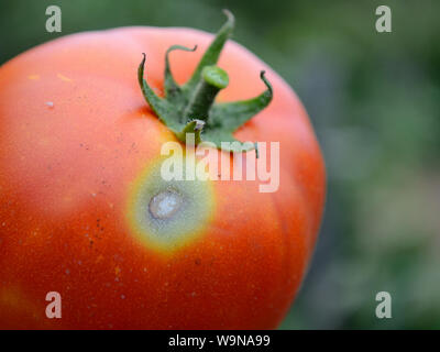 Die knollenfäule Tomaten, Phytophthora infestans Stockfoto