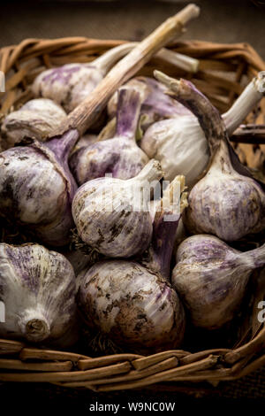 Eine Nahaufnahme von frischem Knoblauch Zwiebeln in einem Weidenkorb. Stockfoto