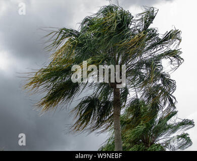 Palmen weht im Wind von einem Gewitter. Stockfoto