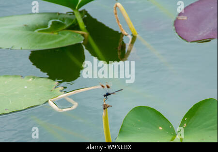 Einen Drachen fliegen ruht auf einem Schaft eine Lilie Blume in der See Stockfoto