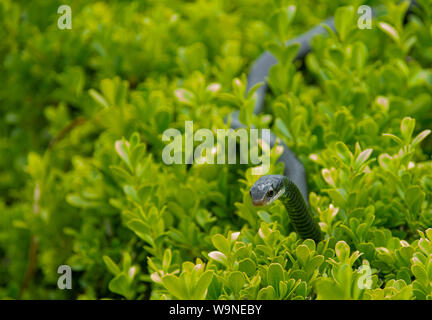 Ein Schwarzes Racer Snake ist ein gemeinsamer Garten Schlange in Florida. Es hängt in einem Busch. Stockfoto