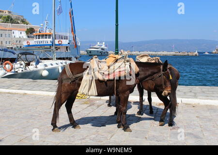 Esel auf Hydra Griechenland Stockfoto