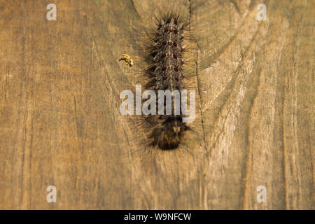 Haarige Schwammspinner Lymantria Caterpillar berühmt wie Klettern auf dem Holztisch in Nordwisconsin Wald Stockfoto