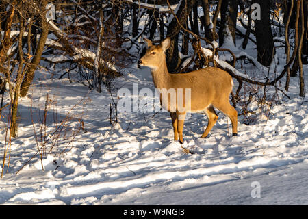 Nette junge flauschige Rotwild Spaziergänge in der verschneiten Wald Schiller Park, IL Stockfoto