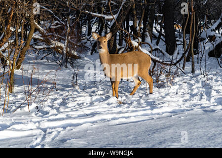 Nette junge flauschige Rotwild Spaziergänge in der verschneiten Wald und direkt in die Kamera, Schiller Park, IL Stockfoto