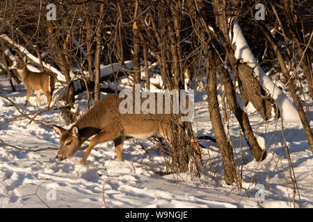 Nette junge flauschige Rotwild Spaziergänge in der verschneiten Wald und suchen nach einem Essen, Schiller Park, IL USA Stockfoto