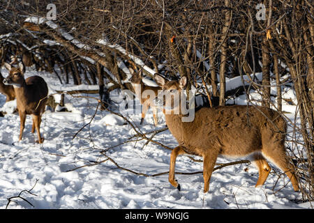 Nette junge flauschige Rotwild Spaziergänge in der verschneiten Wald und suchen nach einem Essen, Schiller Park, IL USA Stockfoto