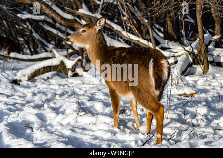 Nette junge flauschige Rotwild Spaziergänge in der verschneiten Wald Schiller Park, IL Stockfoto
