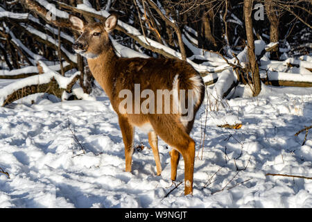 Nette junge flauschige Rotwild Spaziergänge in der verschneiten Wald Schiller Park, IL Stockfoto