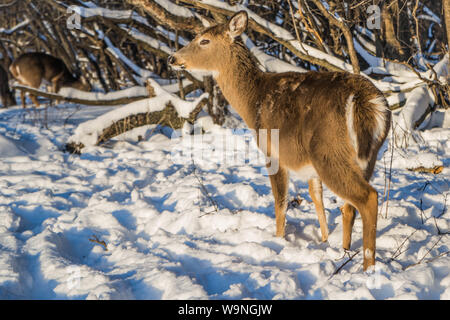 Nette junge flauschige Rotwild Spaziergänge in der verschneiten Wald, Schiller Park USA Stockfoto
