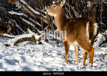 Nette junge flauschige Rotwild Spaziergänge in der verschneiten Wald Schiller Park, IL Stockfoto