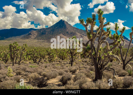 Joshua Bäume, Wald, in der Wüste von Arizona, Yucca Buergeri, und die Berge im Hintergrund Stockfoto