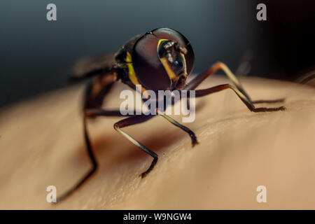 Schweben fliegen (Syrphidae), auf der eine Wespe, Insekt auf einem menschlichen Finger, die sich in einem tropischen Garten in Brasilien gefunden Stockfoto