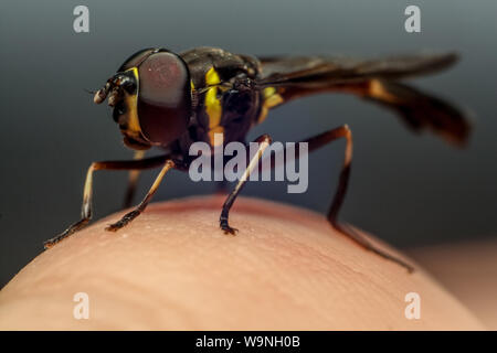 Schweben fliegen (Syrphidae), auf der eine Wespe, Insekt auf einem menschlichen Finger, die sich in einem tropischen Garten in Brasilien gefunden Stockfoto