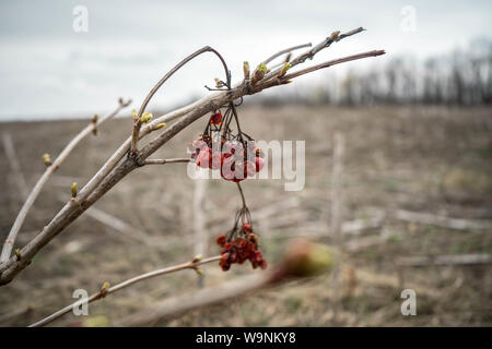 Zweig der Gefüllte Schneeball (Viburnum opulus) mit getrockneten Beeren aus dem letzten Jahr und grünen Nieren bei Sonnenblumen Feld im Frühling Feld Stockfoto