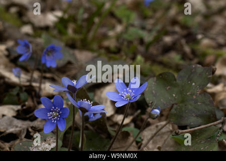 Super Makro Foto von scilla Blau Blumen und trockene Blätter herum, wilden Wald pflanzen Stockfoto