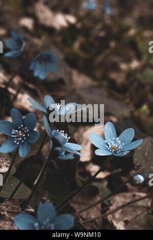 Erstaunlich vertikale Makro Foto von scilla Blumen mit ungewöhnlichen Farbe blau Kunst Stockfoto