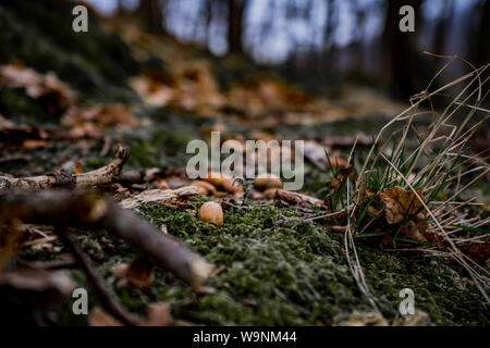 Erstaunliche kunst Nahaufnahme Bild von Eicheln im Moos in der wilden Natur, blur Hintergrund Stockfoto