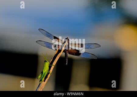 Libelle mit Heuschrecke auf Zweig Stockfoto