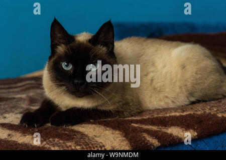 Cute siamesische Katze Portrait mit blauen Augen, legte sich auf die braune Decke Stockfoto