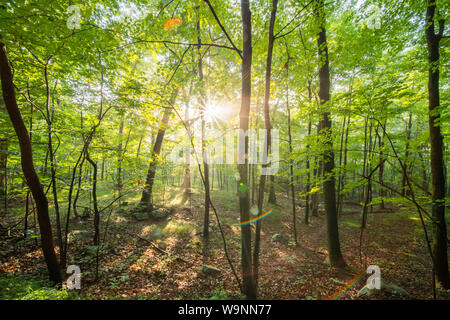 Wald Bäume mit Hintergrundbeleuchtung durch goldenes Sonnenlicht vor Sonnenuntergang. Bäume mit Schatten im Wald gegen Sonnenschein Stockfoto