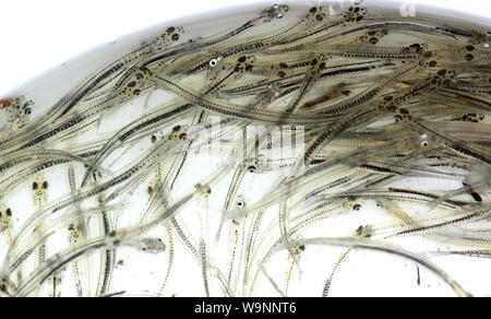 Juvenile whitebait (galaxias) Stockfoto