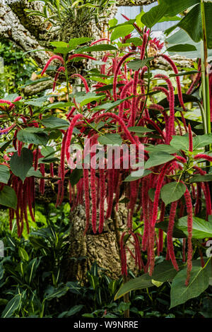 Botanischer Garten schön rot blühenden Busch, exotischen Pflanze Stockfoto