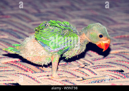 Indian Ringneck parrot Baby Stockfoto