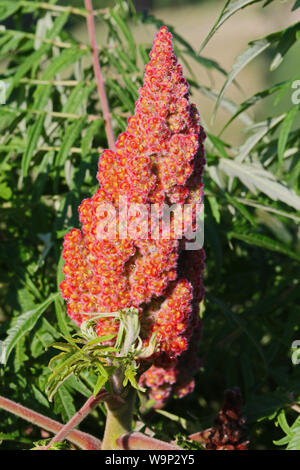 Reif rhus oder Sumach sumach Rispe hell in der Farbe Rot auch genannt ein staghorn oder typhina aus der Familie der anacardiaceae oder Cashew Pflanzen Stockfoto