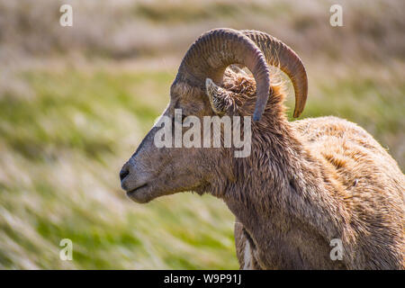 Eine weibliche Bighorn Schafe im Bereich der Badlands National Park, South Dakota Stockfoto