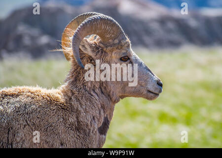 Eine weibliche Bighorn Schafe im Bereich der Badlands National Park, South Dakota Stockfoto