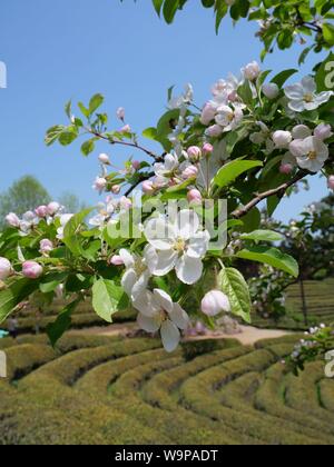 Kirschblüten im Kaffee Feld in Boseong, Südkorea Stockfoto