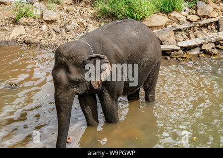 Elefanten von Kambodscha in Senmonrom, einem kleinen Dorf im Osten. Stockfoto