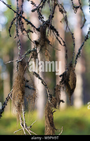 Die hängender Baum Flechten in alten Wald (Usnea) Hailuoto Island, North Österbotten, Finnland Stockfoto