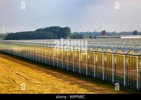 Kommerzielle Gewächshauskomplex für biologisch angebauten Tomaten mit Windkraftanlagen im Hintergrund Stockfoto