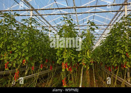 Organisch Tomaten in einem Gewächshaus Umwelt gewachsen Stockfoto