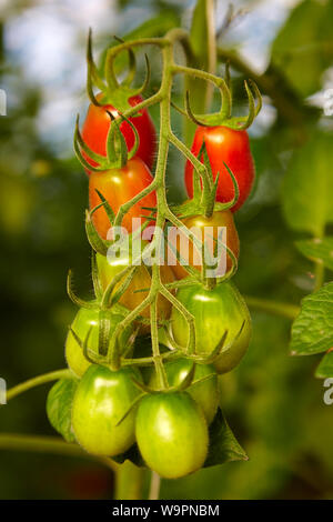 Rot und Grün plum Tomaten reifen auf der Rebe Stockfoto