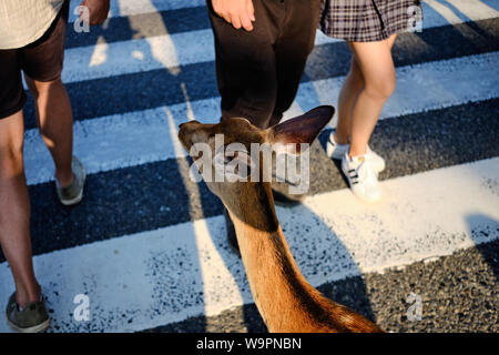 Rotwild in Nara Park, Nara in Japan. Stockfoto