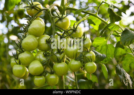 Grüne Tomaten am Rebstock Stockfoto