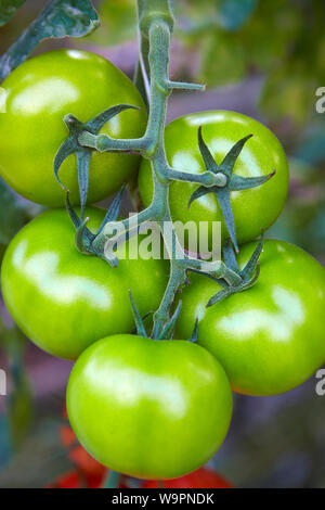 Grüne Tomaten Pflanzen auf der Rebe Stockfoto