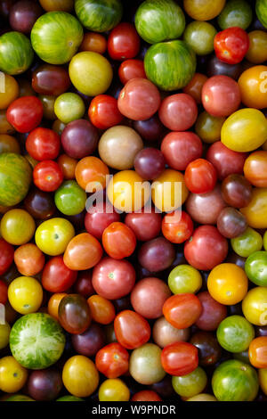 Eine bunte Auswahl an organisch Gewächshaus Tomaten valled 'Wilde Wunder' Stockfoto