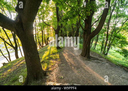 Gasse auf Hügel, Sonnenuntergang zwischen Bäumen. Sommer Spaziergang entlang der Waldweg. Natur und saubere Wald. Stockfoto