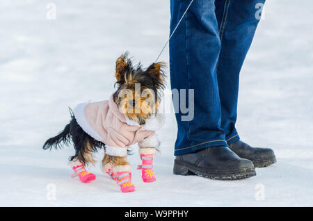 Yorkshire Terrier kleine Hund und seinen Besitzer, schnee, winter Hintergrund. Kleines, süßes Hündchen im Anzug mit rosa Stiefel. Platz kopieren Stockfoto