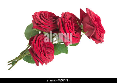 Schönen Blumenstrauß von vier luxuriöse rote Rosen mit samtigen Blütenblättern und grüne Blätter, auf weißem Hintergrund Stockfoto