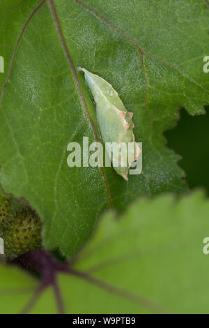 Kleiner Kohlweißling, Kleiner Kohlweissling, Puppe, Kohlweißling, Kohlweissling, Rüben-Wei SSling, Rübenweißling, Weißling, Weissling, Pieris Rapae, Kunst Stockfoto