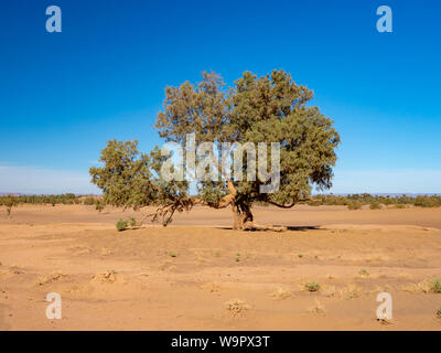 Einsame wüste Baum in Marokko. Landschaft Landschaft und Natur. Unterirdische Wasser in der Oase. Stockfoto