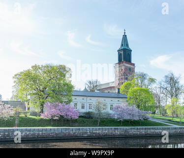 Kirschblüten und Turku Cathedral in sonniger Frühlingstag in Turku, Finnland Stockfoto