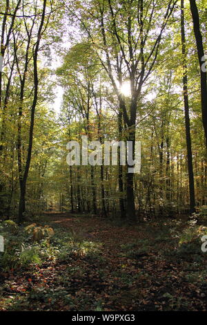 Grüne Wälder, die im Sonnenlicht Stockfoto